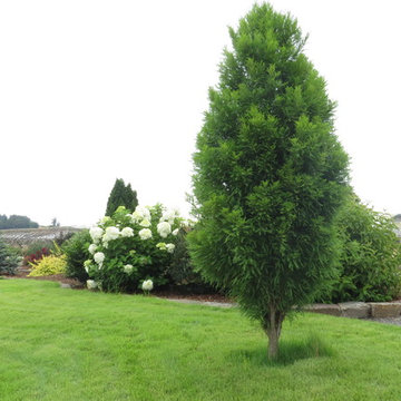 Lindsey's Skyward™ Bald Cypress