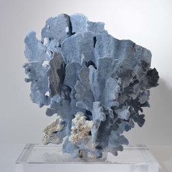 Corals - Products