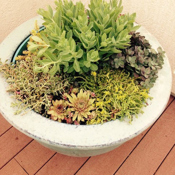 Container Gardens