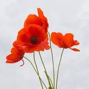 Mike Daines's photo
