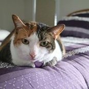 Foto von Tabetha Check
