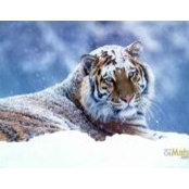 Marty McIntyre's photo