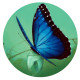 Metamorphosis Metamorphosis