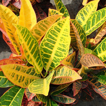 Croton Petra