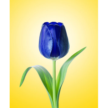 Blue Tulip Minimal Floral Nature Photo Botanical Loose Unframed Wall Art Print, 16" X 20"