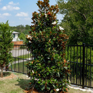 Flowering Trees & Shrubs