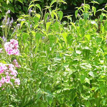 Un jardin de camapgne près de Paris