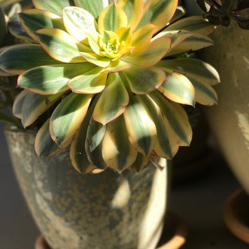 Potted Plants