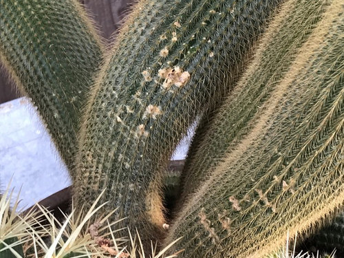 Featured image of post Barrel Cactus Corking