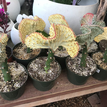 Local Nurseries
