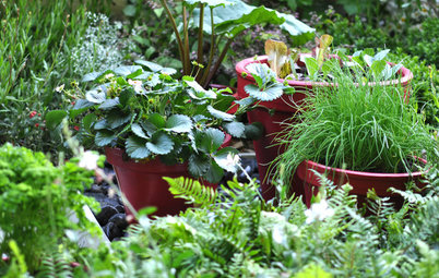 How to Grow Vegetables in Containers