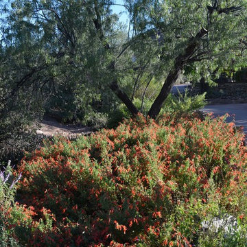 Southwestern Plants