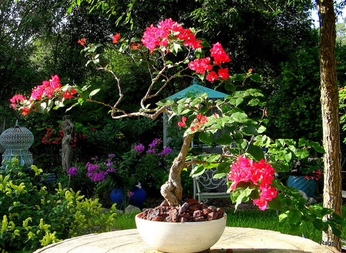 The Bougainvillea Bonsai Other Things That Are Working