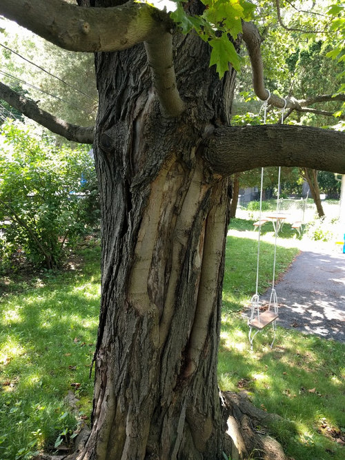 is-my-maple-tree-dying-please-help