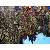 Pat Clow's photo
