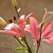 Amira Kamel's photo