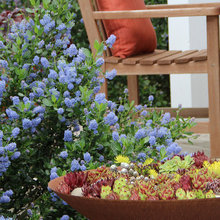 Fairy Gardens