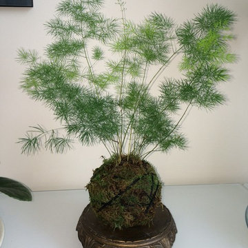 Kokedama