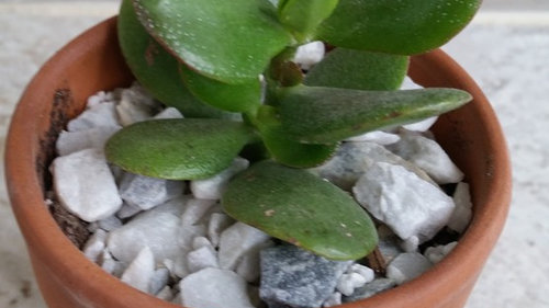 Low Light Succulents