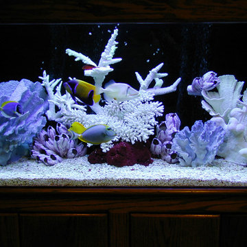 Custom Aquarium Designs
