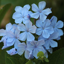 Garden:  Shrubs - medium