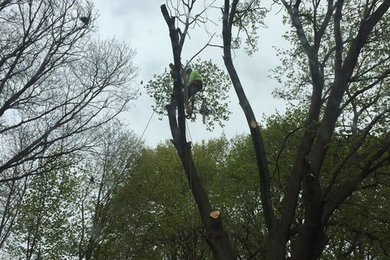 Tree trimmming