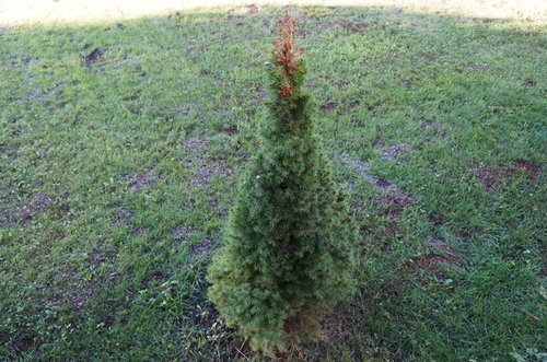 Alberta Spruce browning on the top