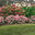 Cape Cod Naturalistic Garden Design