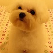 Foto di Chen Tissue