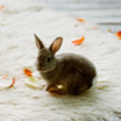 Bunny McFoo's photo