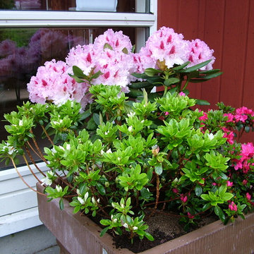 Rhododendron .. Planter til Surbundsbedet ! Sammenplantning af ´ Le Progrés ` og