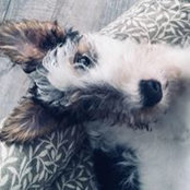 Sheonad Macfarlane's photo