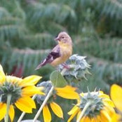 Nancy Davis's photo