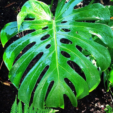 Split Leaf Monstera Glowing!