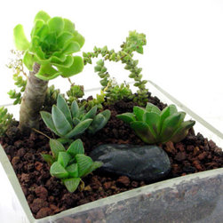 Planted decor - Home Decor