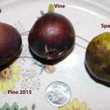 Greek Vine Fig