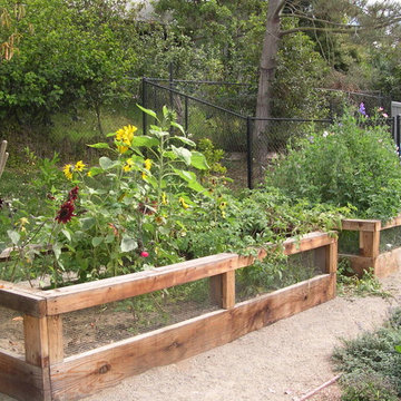 Raised vegetable planters with wire screens prevent residend rabbits from feasti