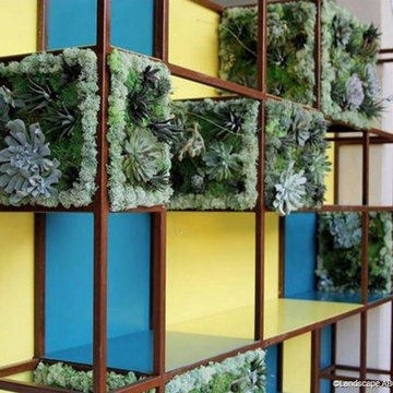 Garden Succulent design - Verde verticale con piante Succulente -