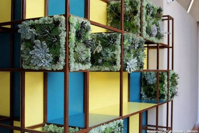 Garden Succulent design - Verde verticale con piante Succulente -