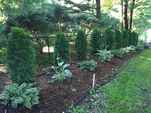 Can I Fertilizer Spike My Pyramidal Arborvitae I M Wondering If Could Fertilizer Spike These To Help Them Grow Faster So Should Put One Per Tree Or What Would You Recommend