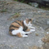 Sue Vandefifer's photo