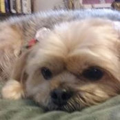 Marcy Adelson's photo