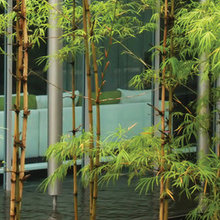 BAMBOO PALM TREE