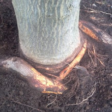 Girdling Roots