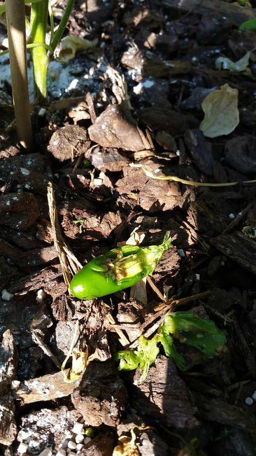 Something eating my Jalapeno Peppers + Plants!