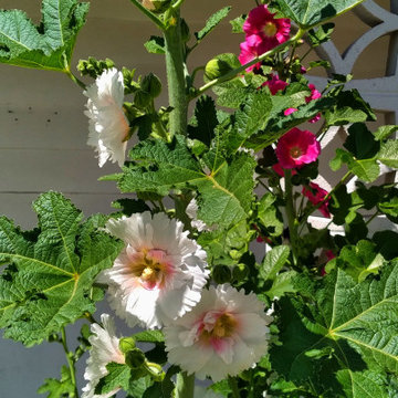 A Desert Cottage Garden