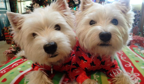 Show Us Your Christmas-Loving Pets!