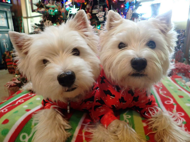 Show Us Your Christmas-Loving Pets!