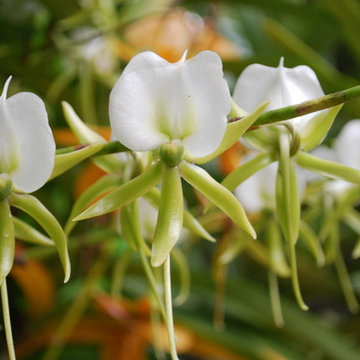 Angraecum orchids
