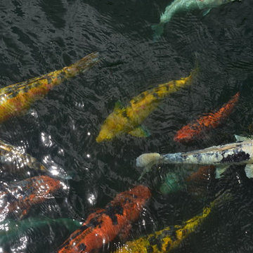 Biological Koi Ponds